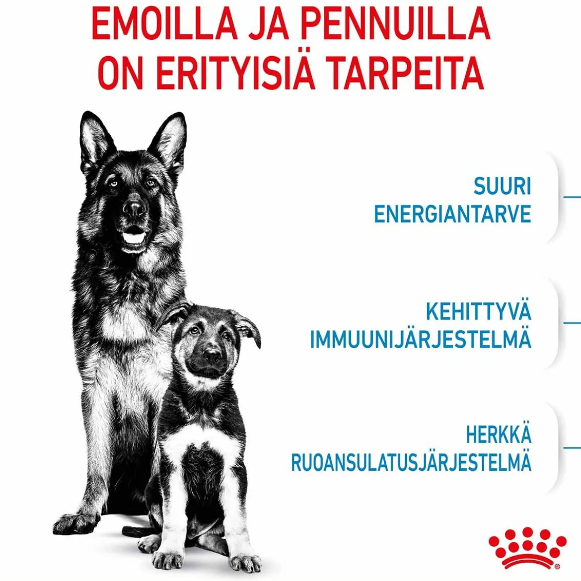 Royal Canin Maxi Starter