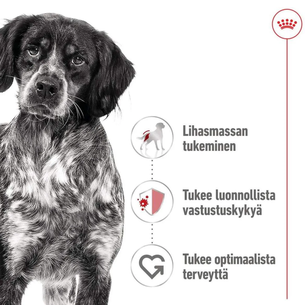 Royal Canin Medium Adult 40 x 140 g