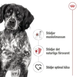 Royal Canin Medium Adult 40 x 140 g