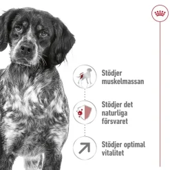Royal Canin Medium Adult 7+ 2 x 15kg