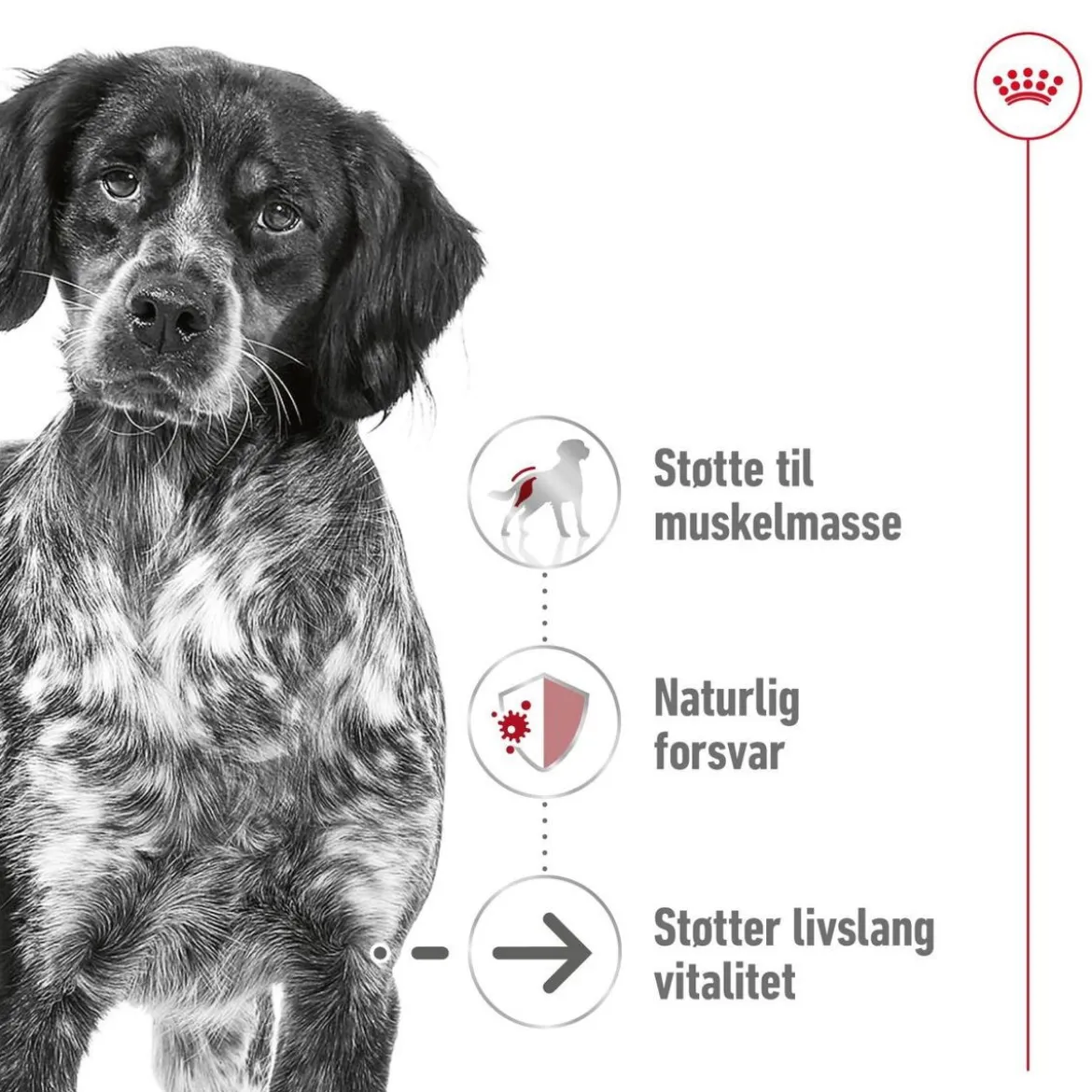 Royal Canin Medium Ageing 10+ 2 x 15kg