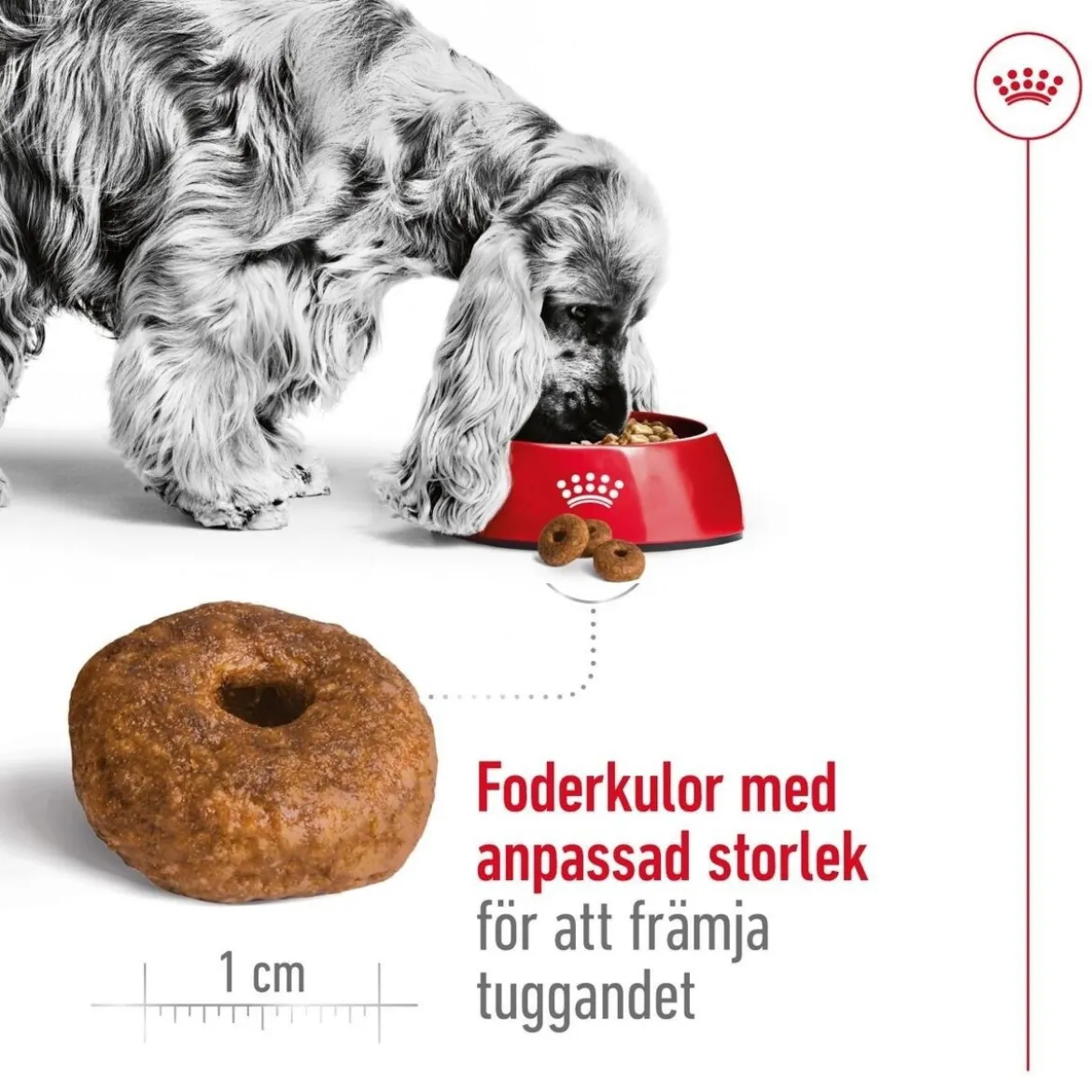 Royal Canin Medium Ageing 10+ 2 x 15kg