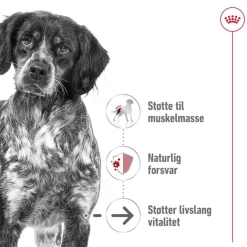 Royal Canin Medium Ageing 10+ 2 x 15kg