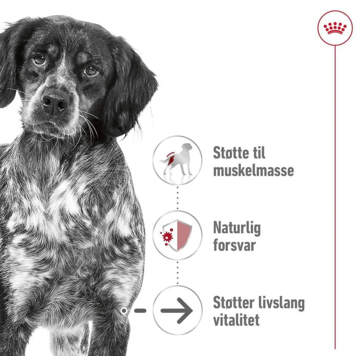 Royal Canin Medium Ageing 10+ 2 x 15kg