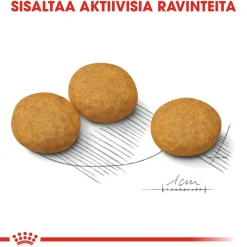 Royal Canin Medium Dermacomfort