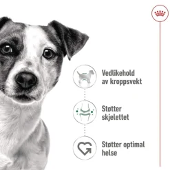 Royal Canin Mini Adult 48 x 85 g