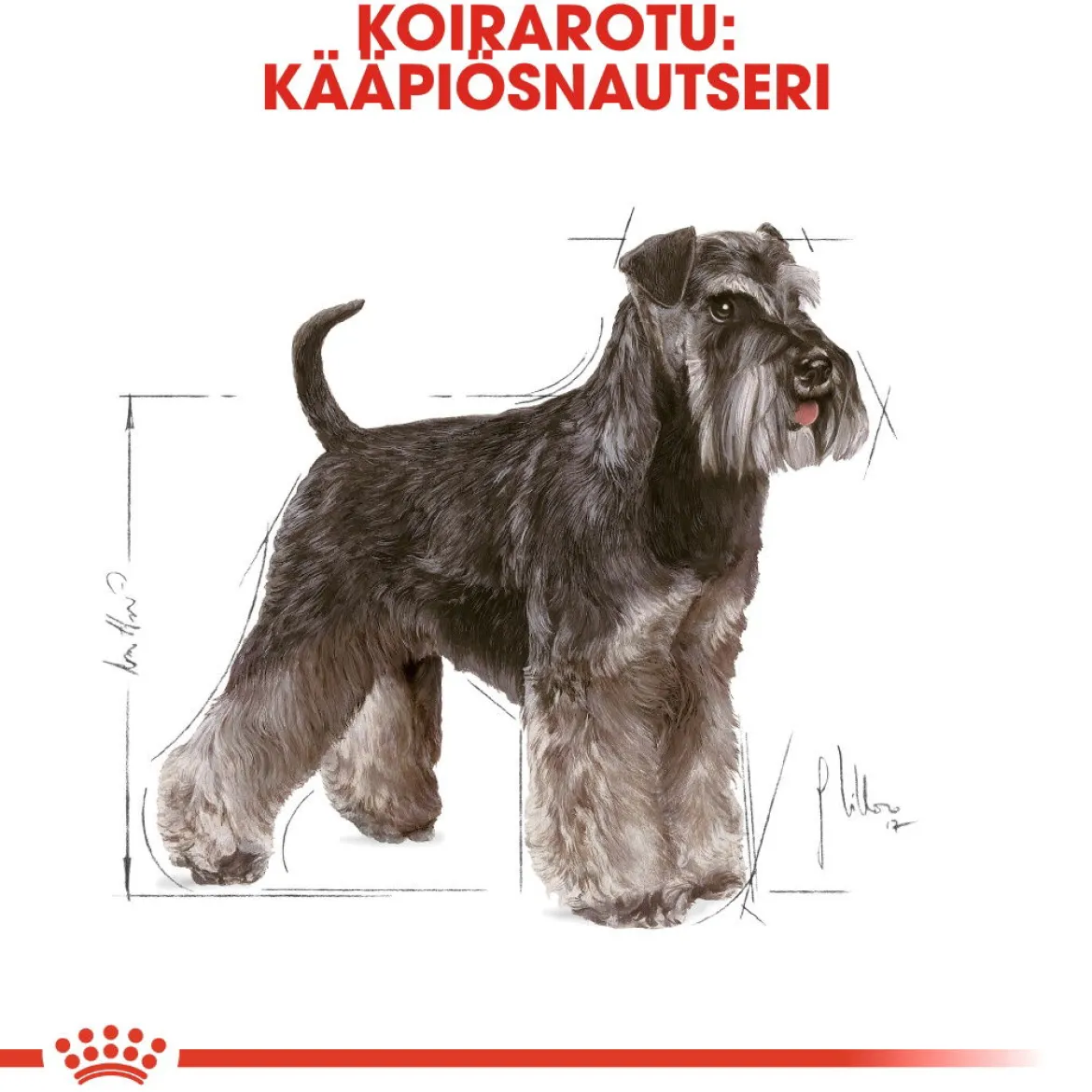 Royal Canin Miniature Schnauzer Adult