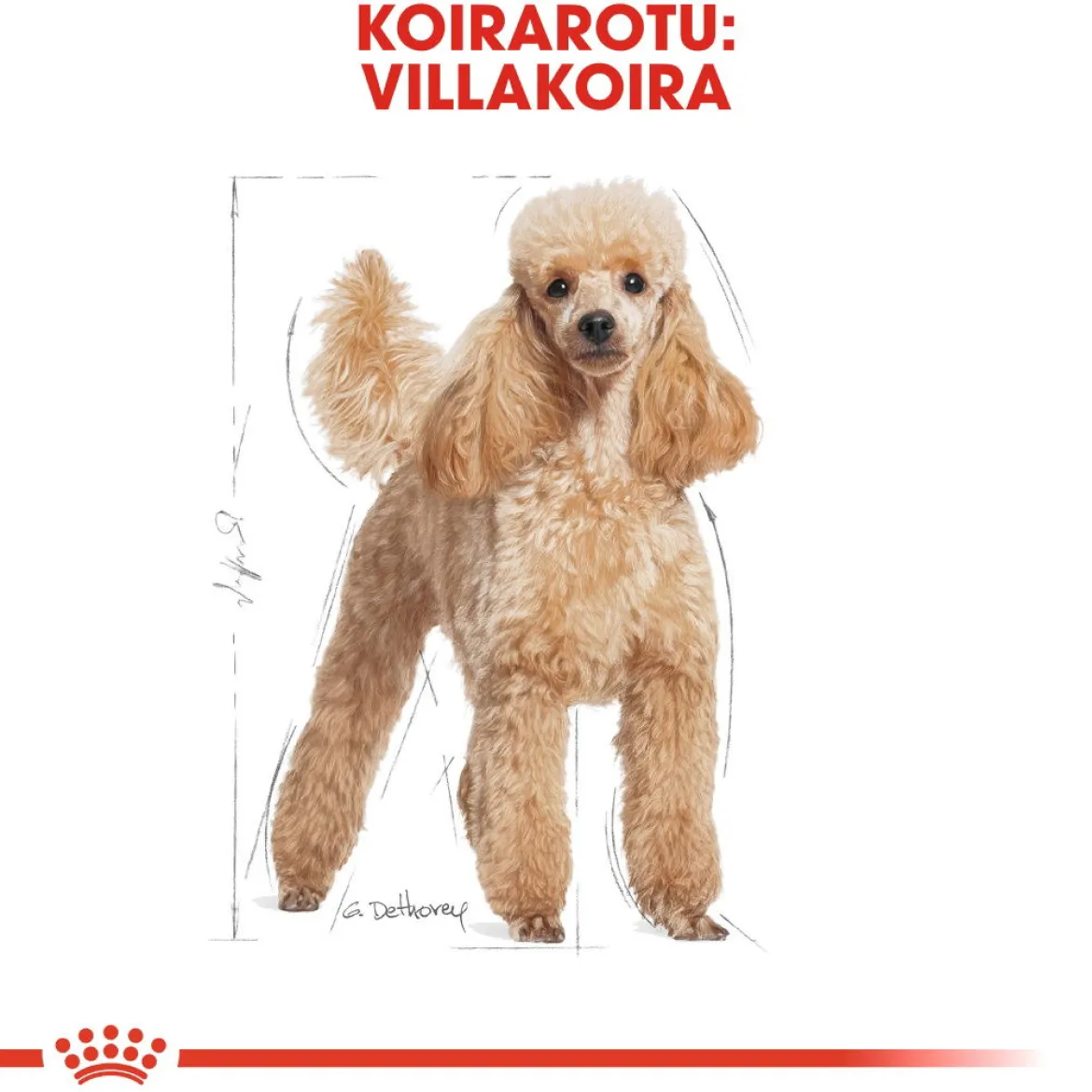 Royal Canin Poodle Adult