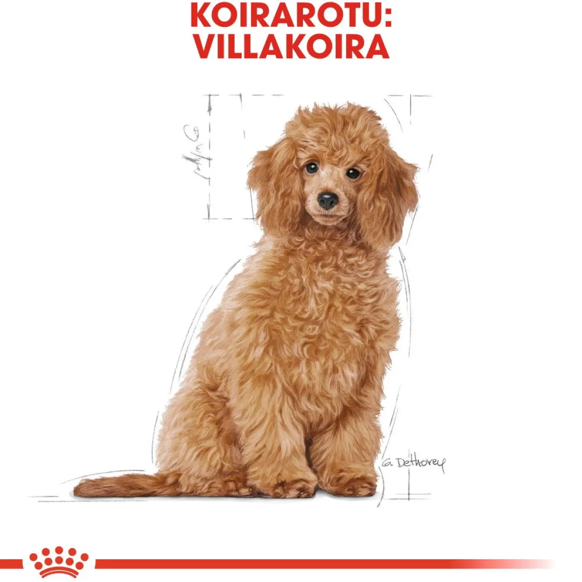 Royal Canin Poodle Puppy 3 kg