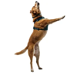 Ruffwear Front Range Flex koiranvaljaat, Deep Teal