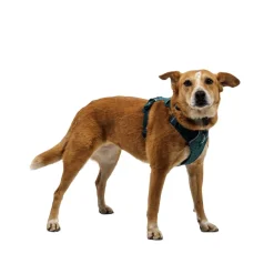 Ruffwear Front Range Flex koiranvaljaat, Deep Teal