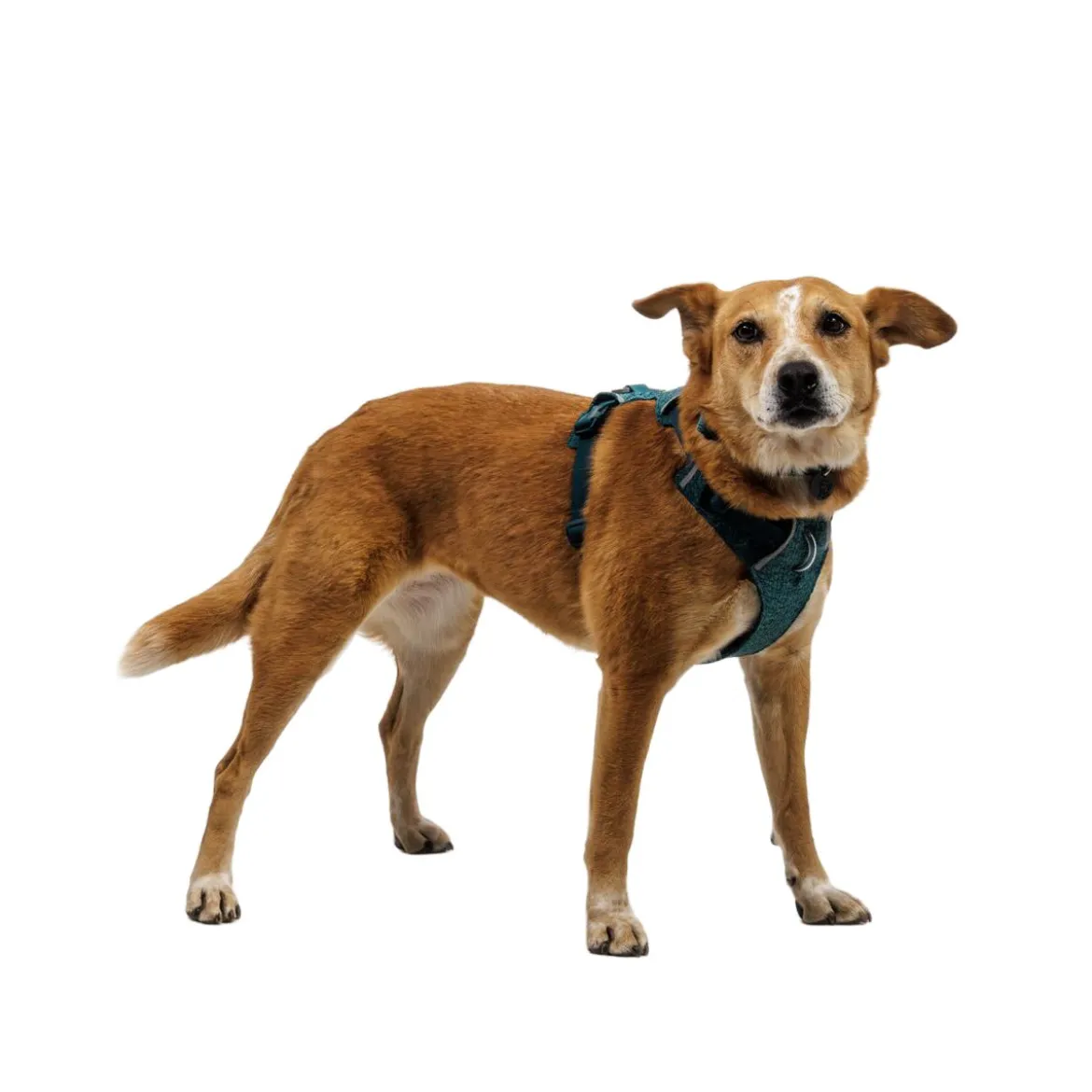 Ruffwear Front Range Flex koiranvaljaat, Deep Teal