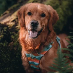 Ruffwear Front Range koiranvaljaat, Spring Mountains
