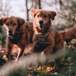 Ruffwear Front Range koiranvaljaat, Spring Mountains