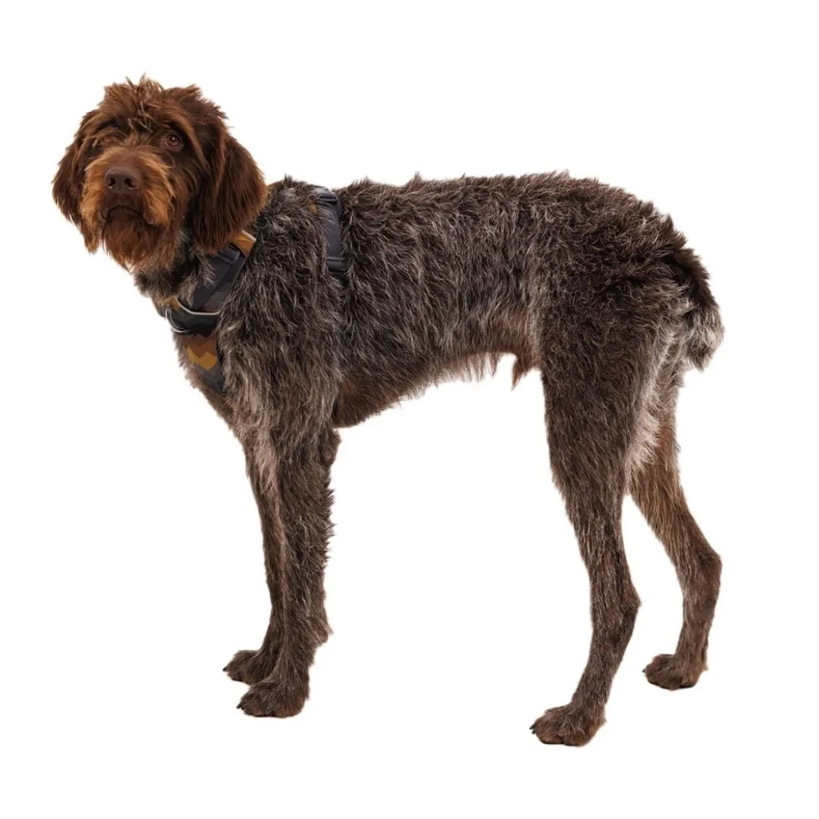 Ruffwear Front Range valjas, Moonlight Mountains