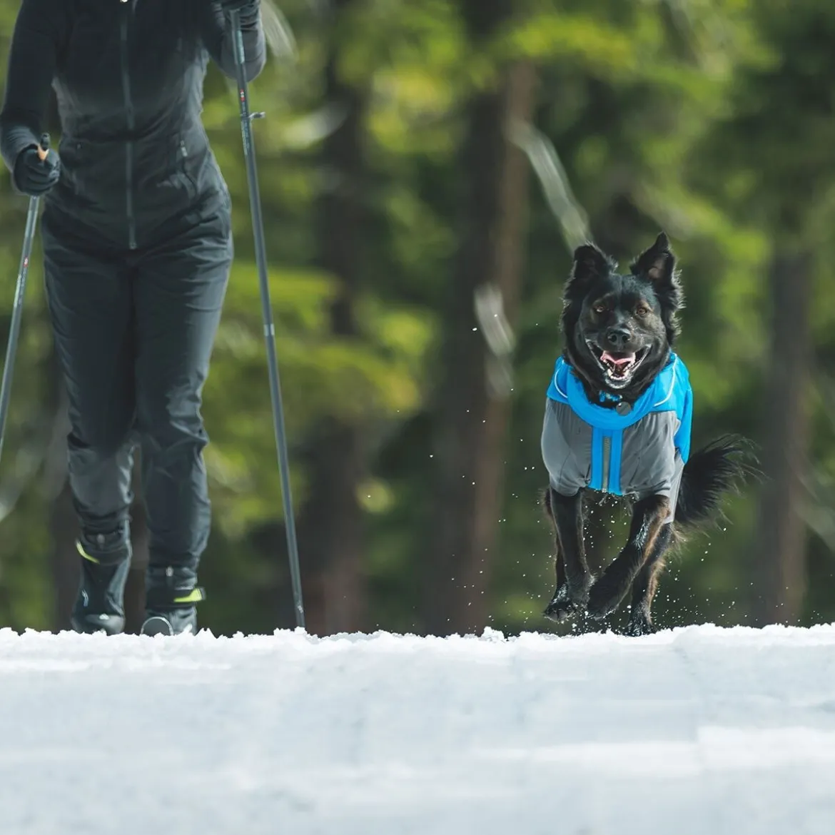 Ruffwear Vert koiran talvihaalari, sininen