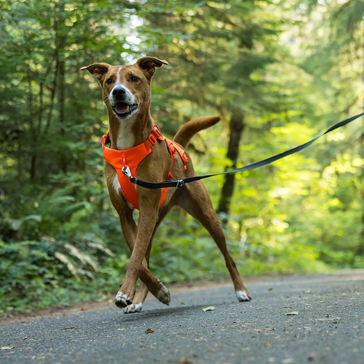 Ruffwear Web Master valjaat koiralle, Blaze Orange