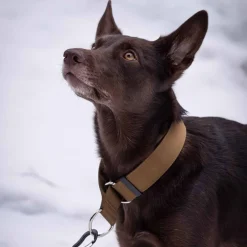 Salmiakkitassu puolikiristävä panta, kojootti