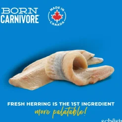 Schesir Born Carnivore silli & lohi