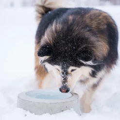 Sulavesi-lämmitetty koiran vesikuppi