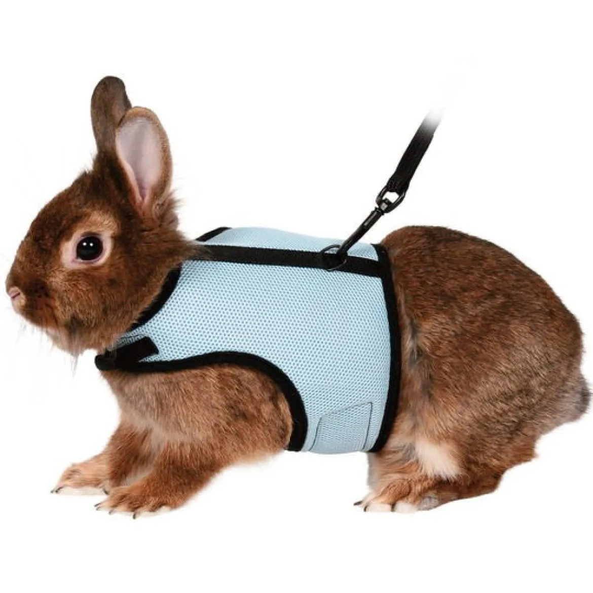 Valjaat ja talutin kääpiökanille, Trixie