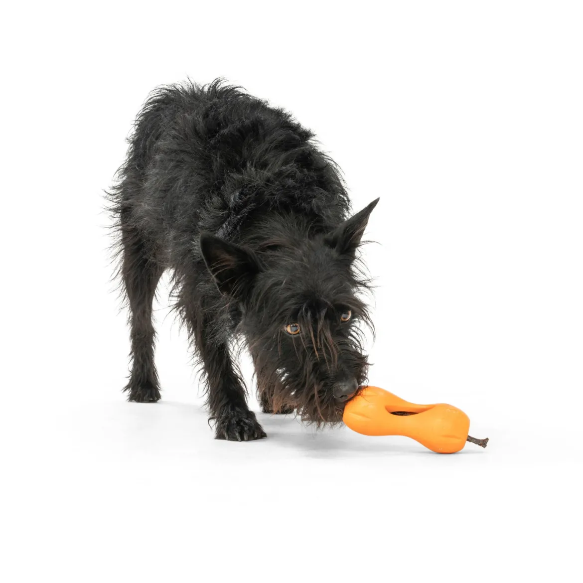 West Paw Qwizl aktivointilelu oranssi