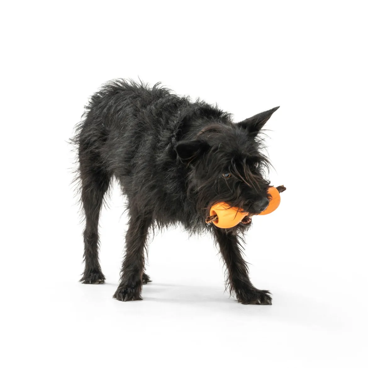 West Paw Qwizl aktivointilelu oranssi