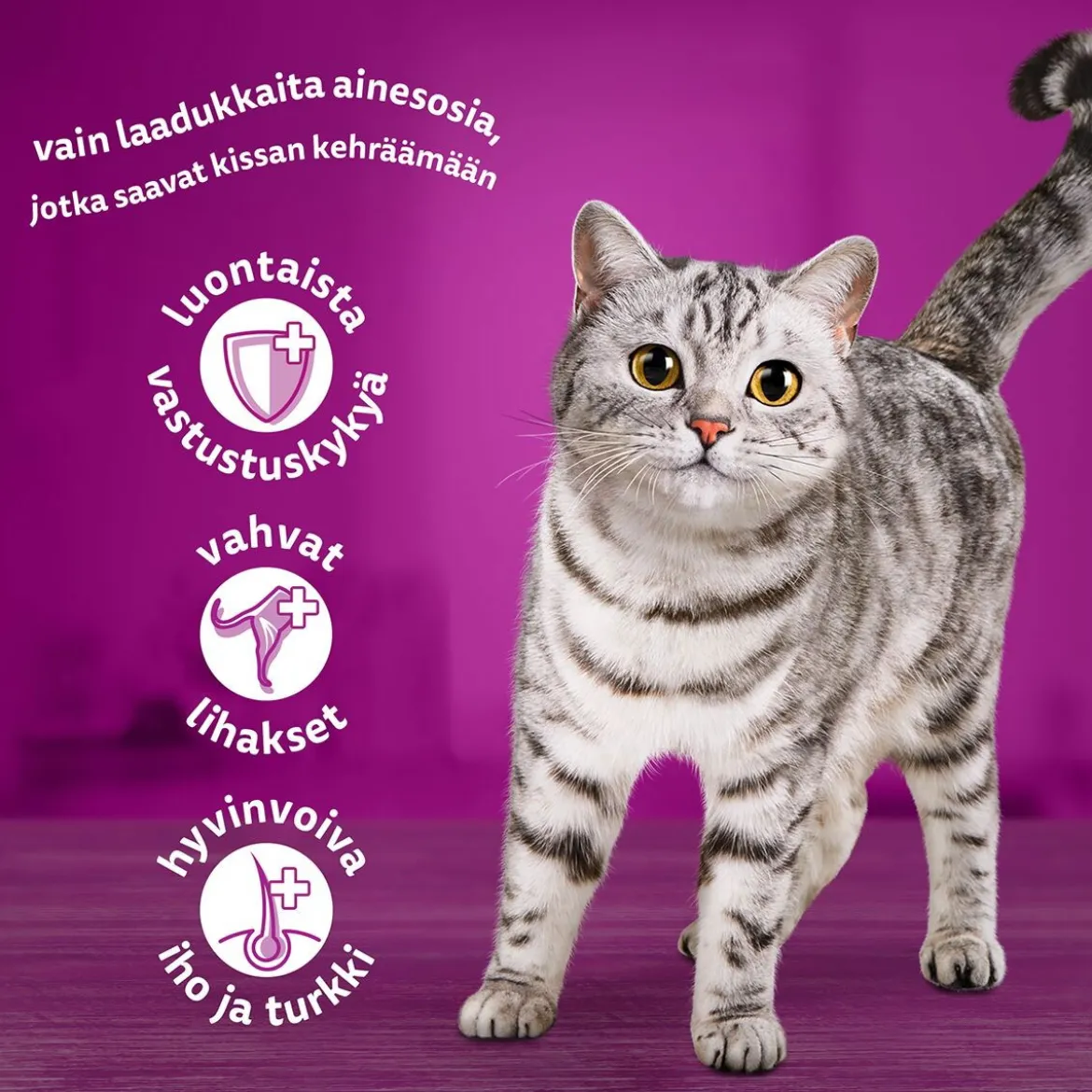 Whiskas Classic meals in jelly 60x85g