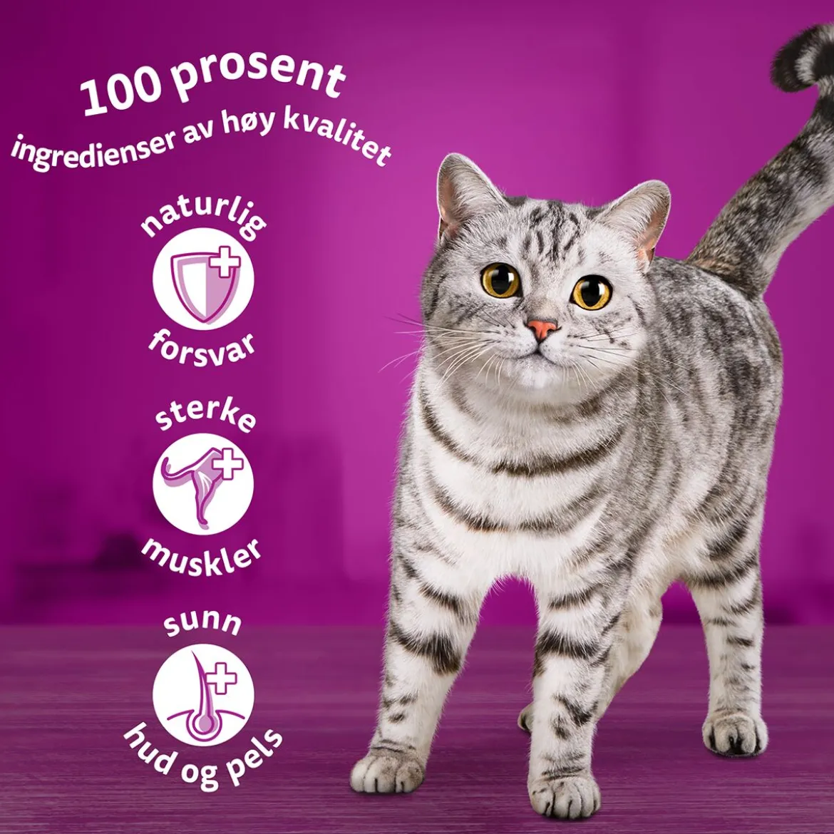 Whiskas Classic meals in jelly 60x85g