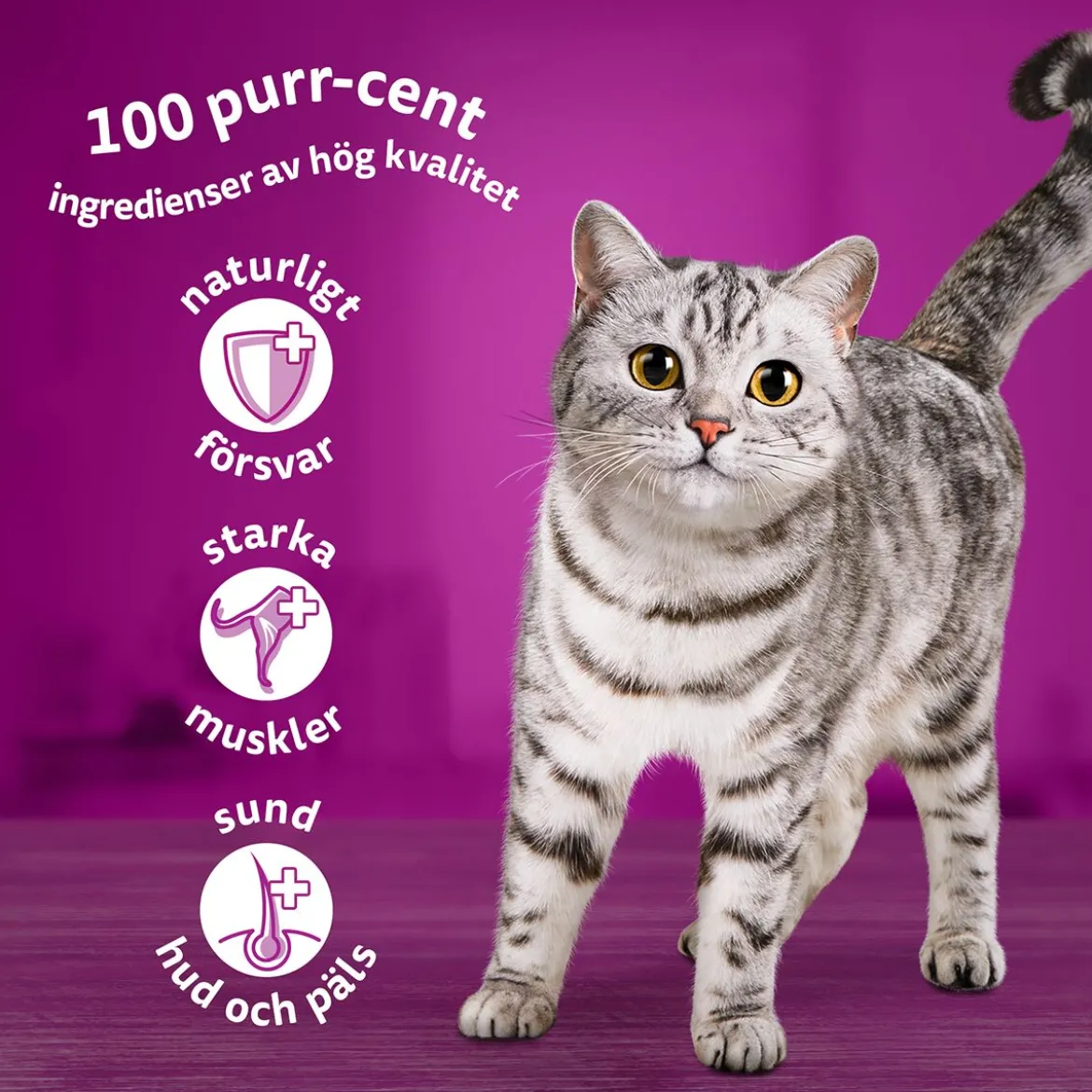 Whiskas Classic meals in jelly 60x85g