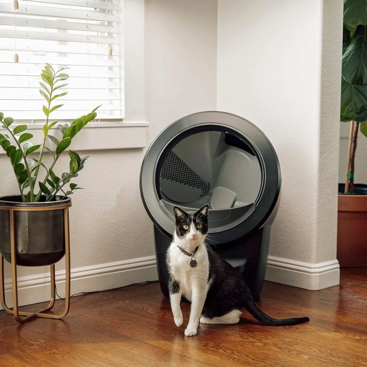 Whisker Litter-Robot 4, musta