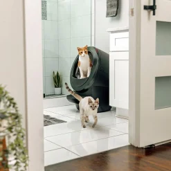Whisker Litter-Robot 4, musta