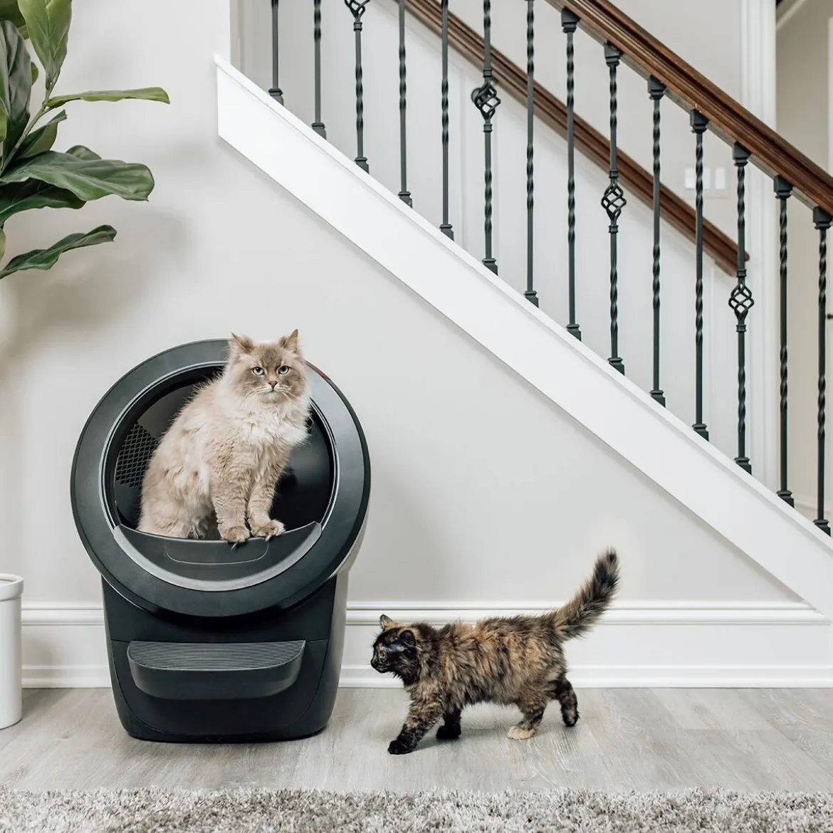 Whisker Litter-Robot 4, musta