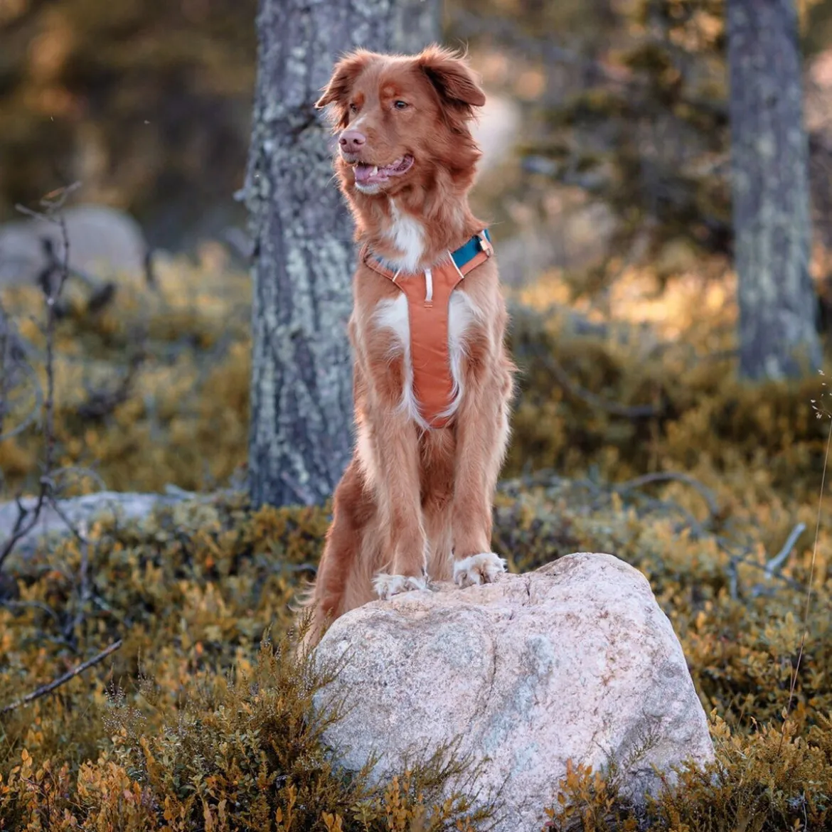 Woolly Wolf Alpha 360 valjas, Terracotta Mix
