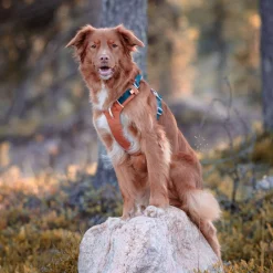 Woolly Wolf Alpha 360 valjas, Terracotta Mix