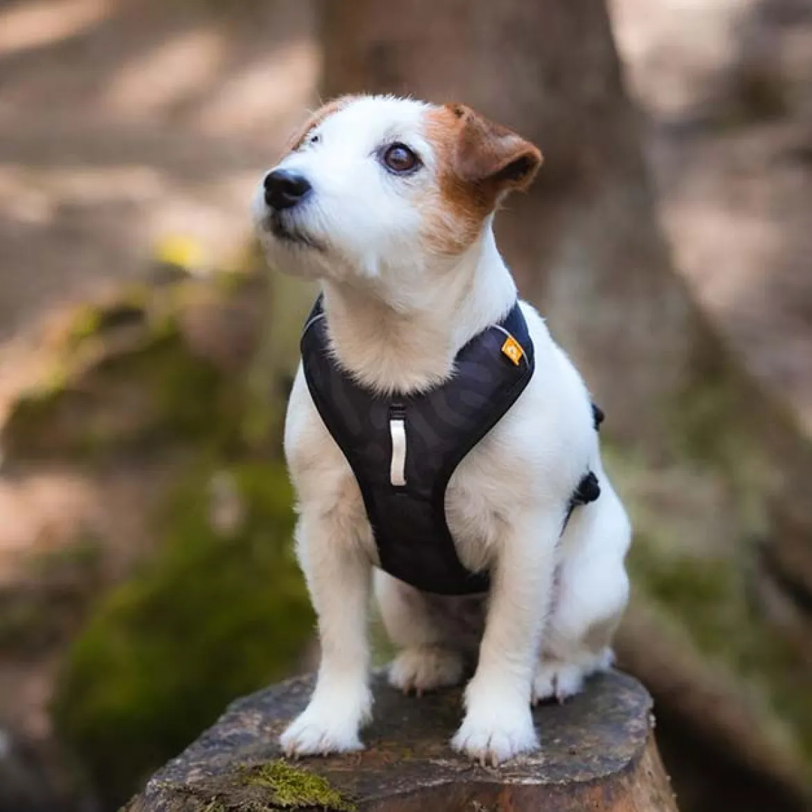 Woolly Wolf Roam y-valjas, Black Ripple