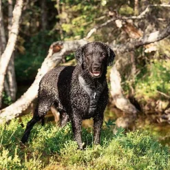 Woolly Wolf Roam y-valjas, Black Ripple