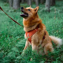 Y-valjaat koiralle Woolly Wolf Roam, Terracotta Ripple