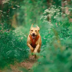 Y-valjaat koiralle Woolly Wolf Roam, Terracotta Ripple