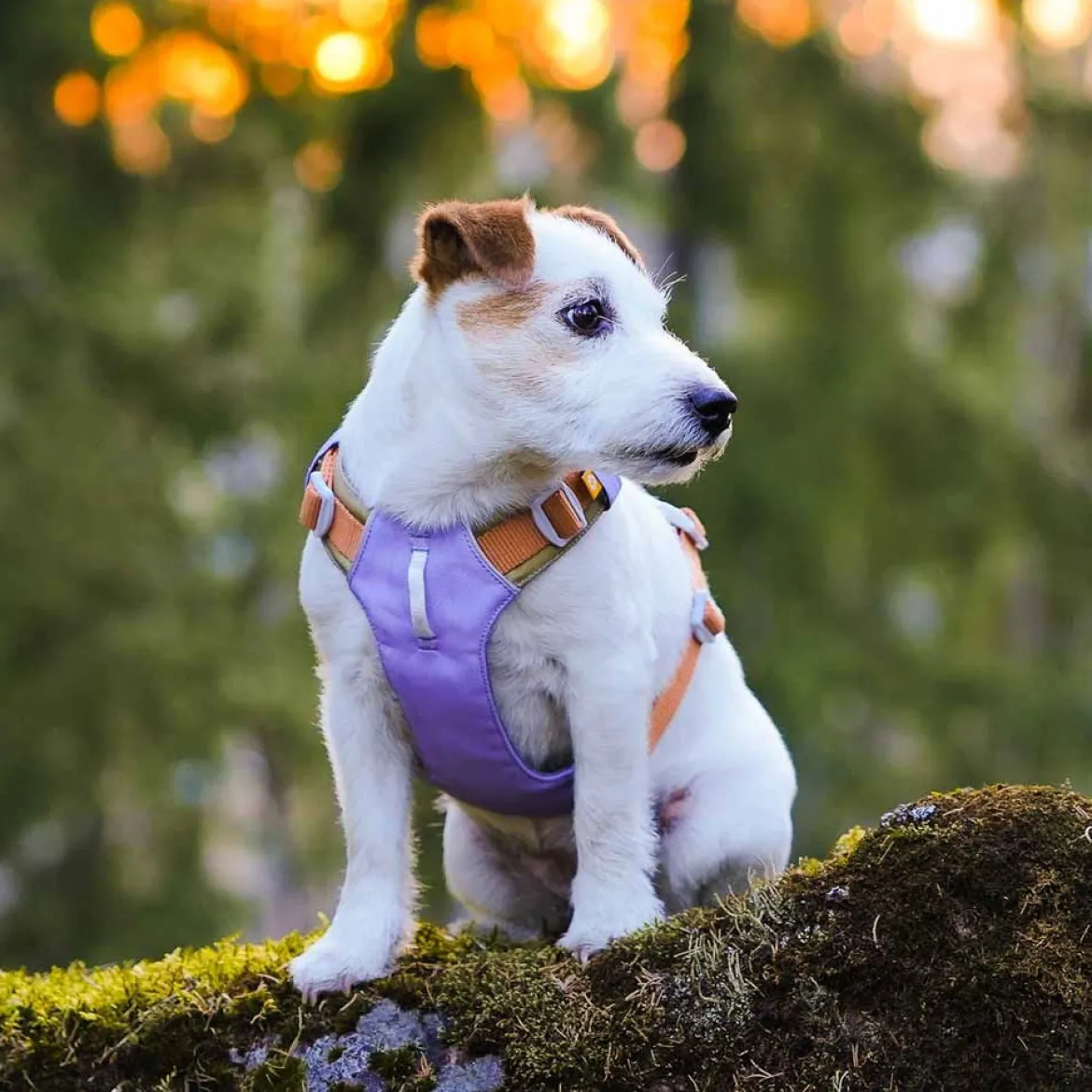 Y-valjaat Woolly Wolf Alpha 360, Lavender Mix